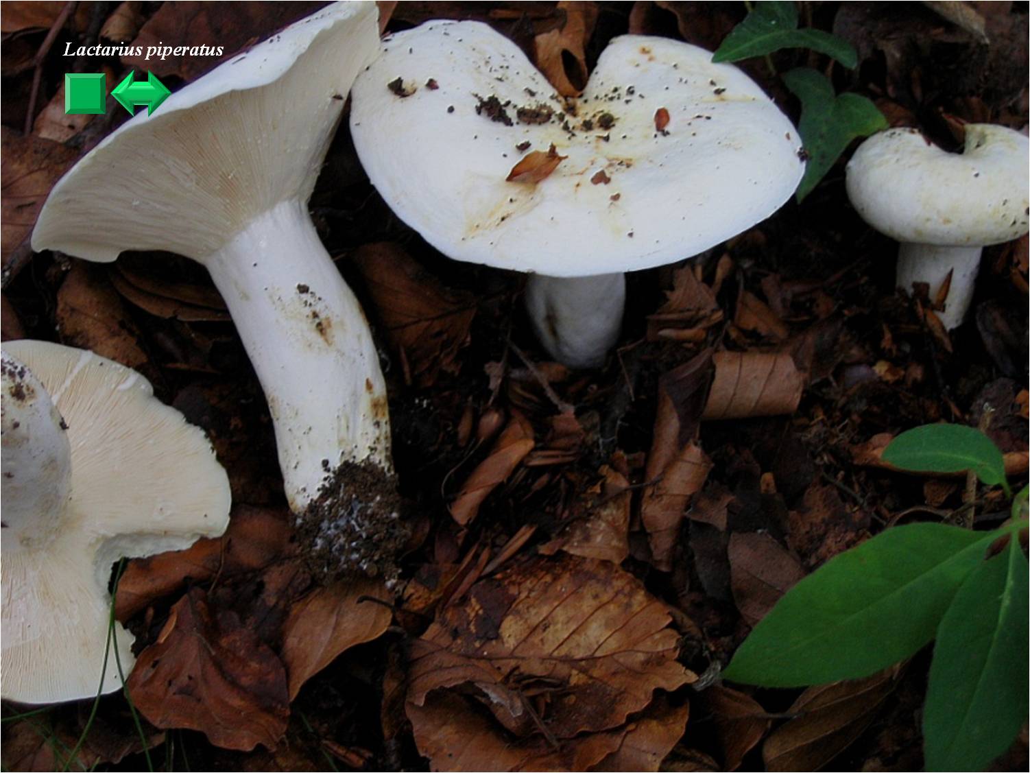Lactarius piperatus