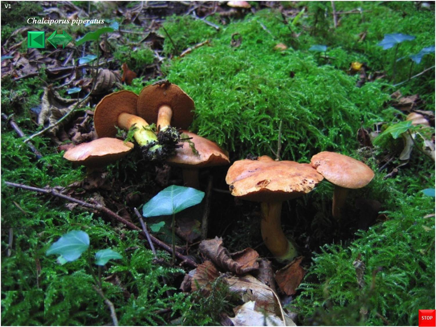 Chalciporus piperatus