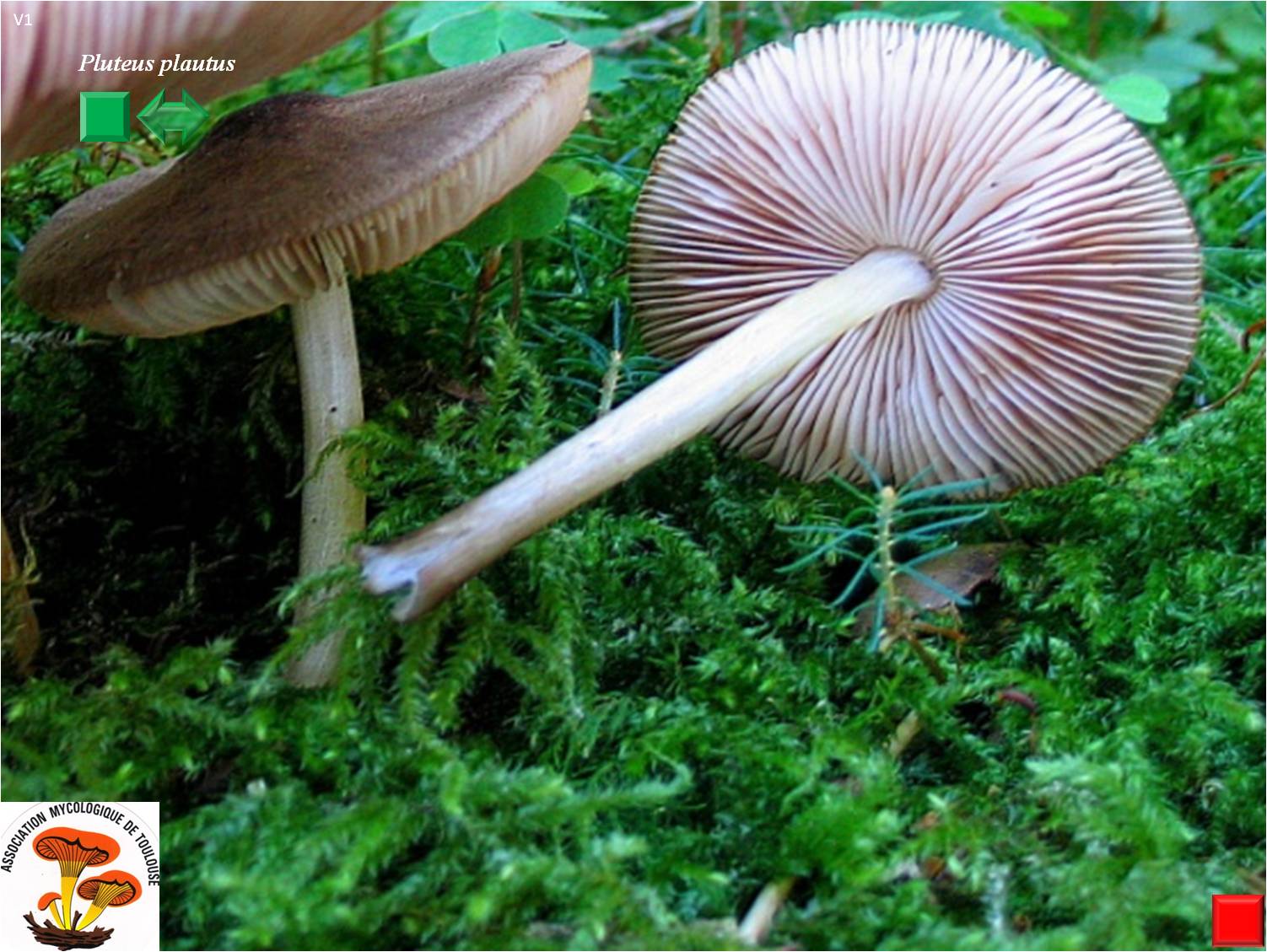 Pluteus plautus