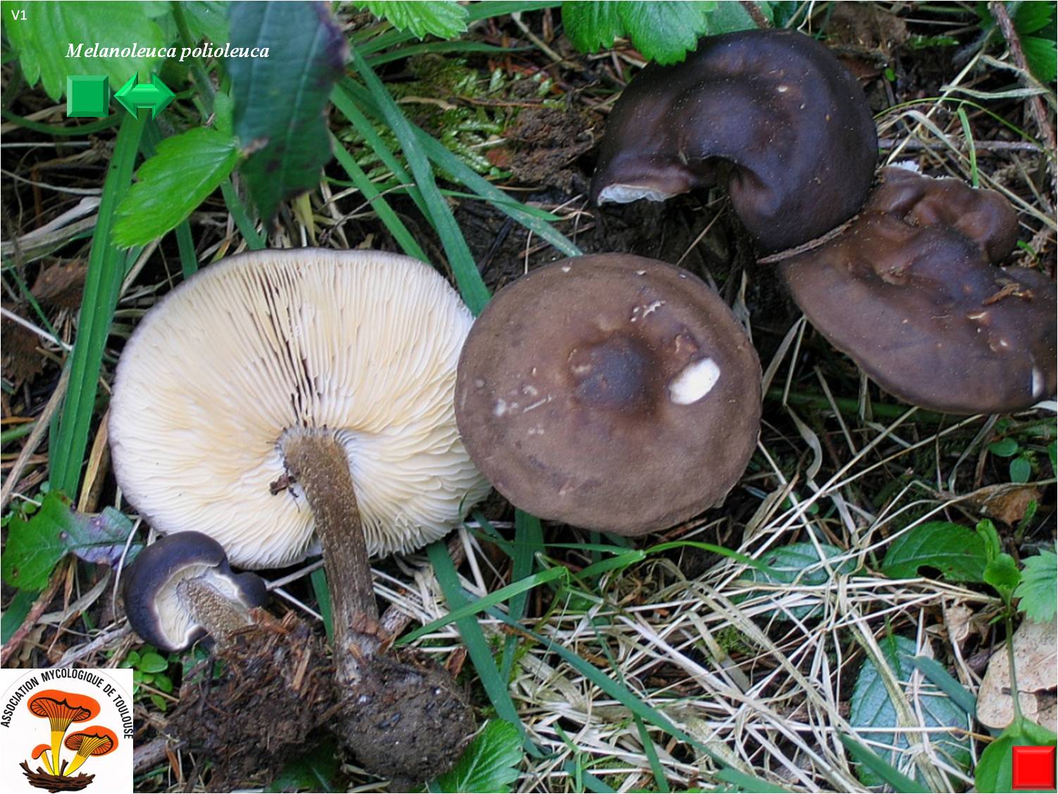 Melanoleuca melaleuca