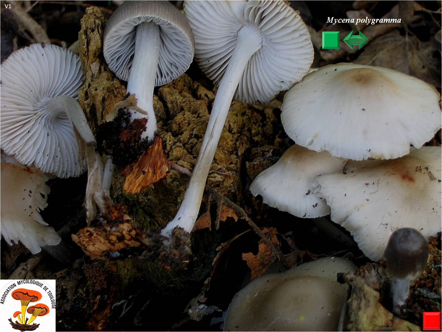 Mycena polygramma