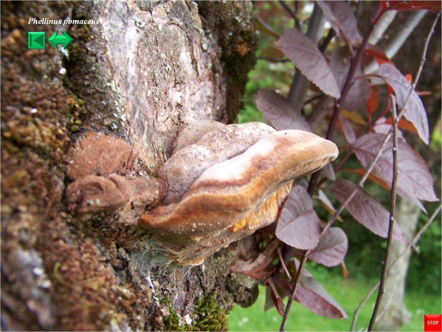 Phellinus pomaceus