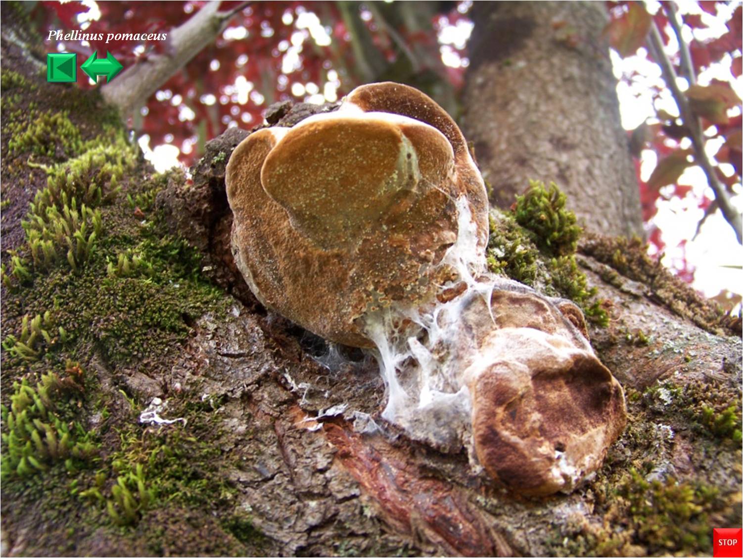 Phellinus pomaceus