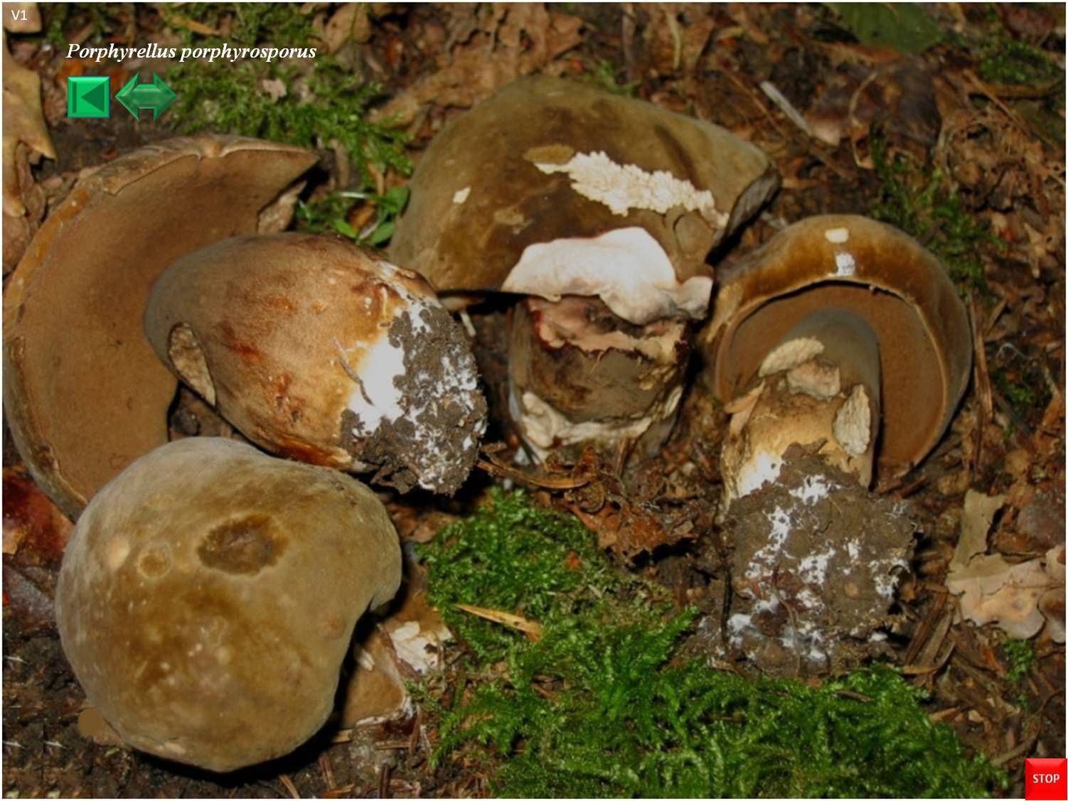Porphyrellus porphyrosporus