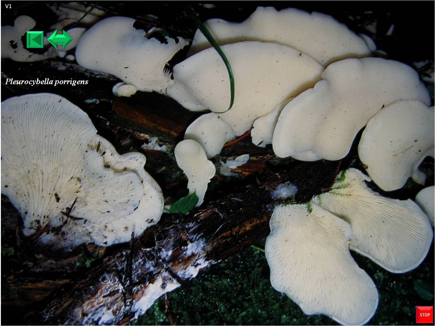 Pleurotus dryinus