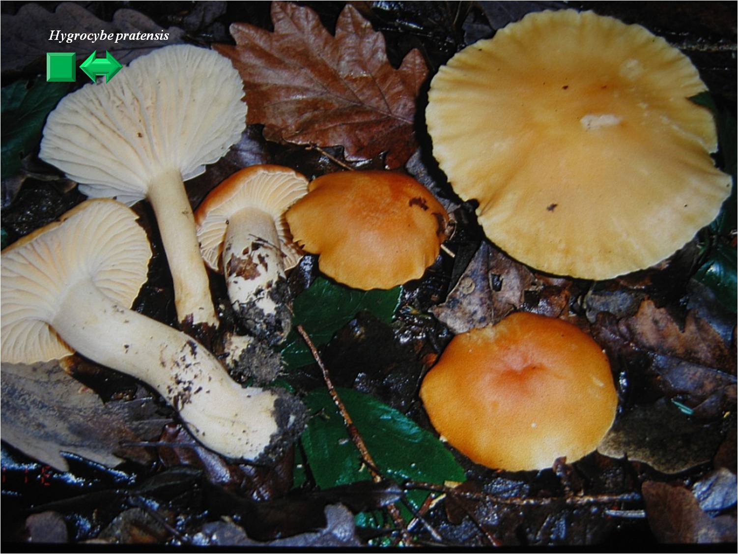 Camarophyllus pratensis