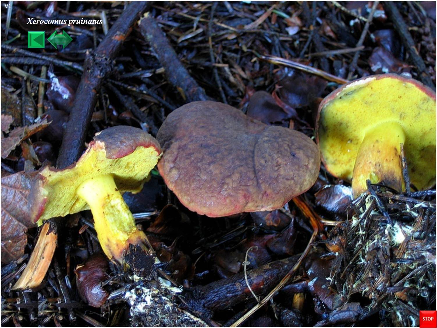 Xerocomus pruinatus