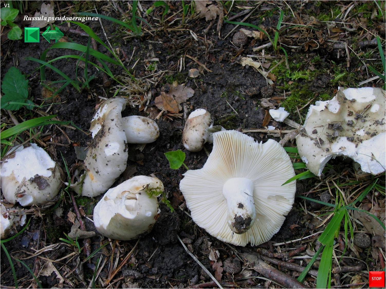 Russula pseudoaeruginea