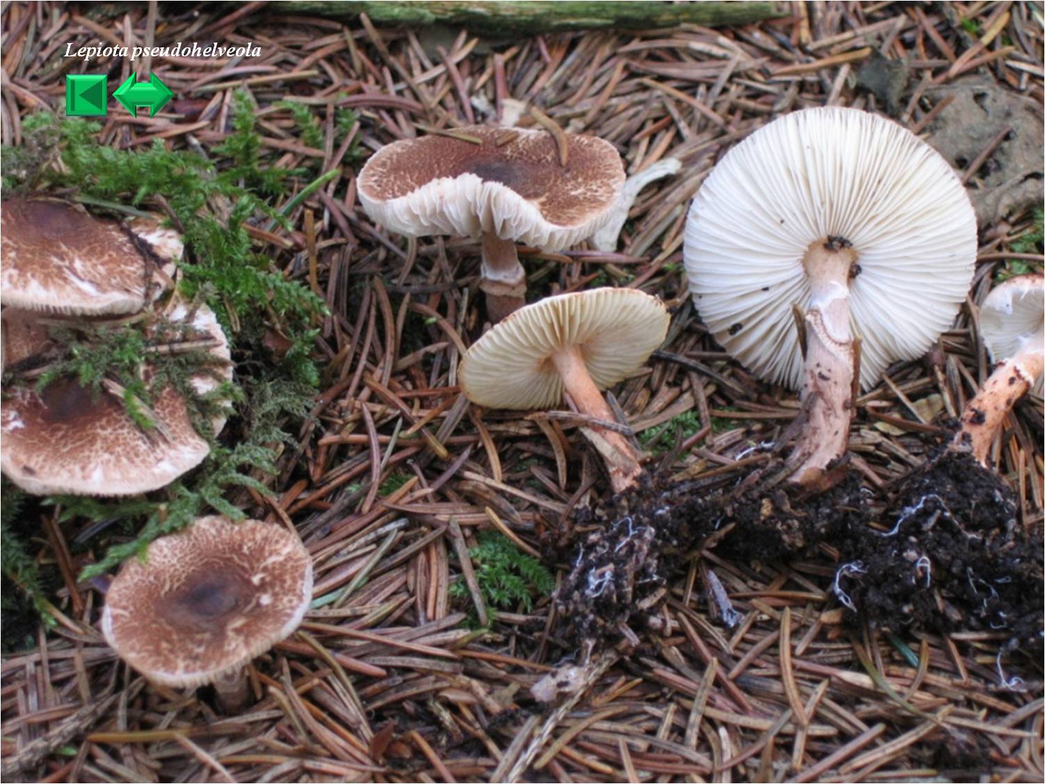 Lepiota cristata