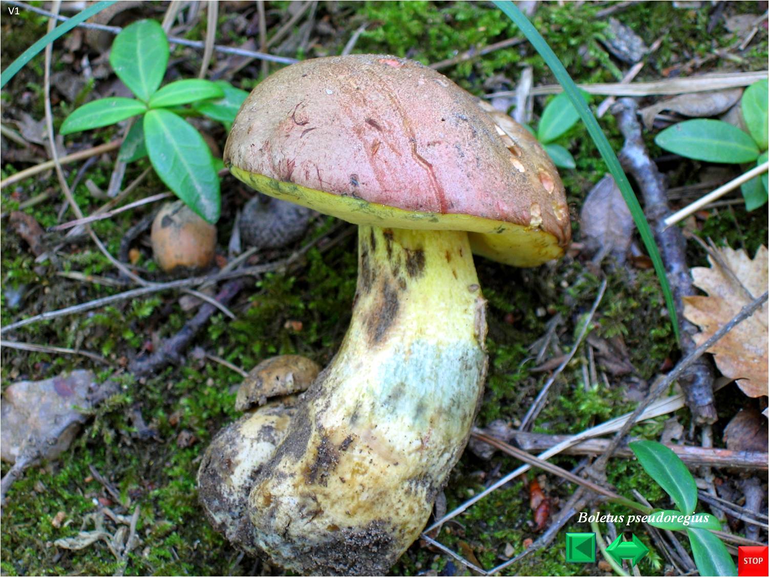 Butyriboletus pseudoregius