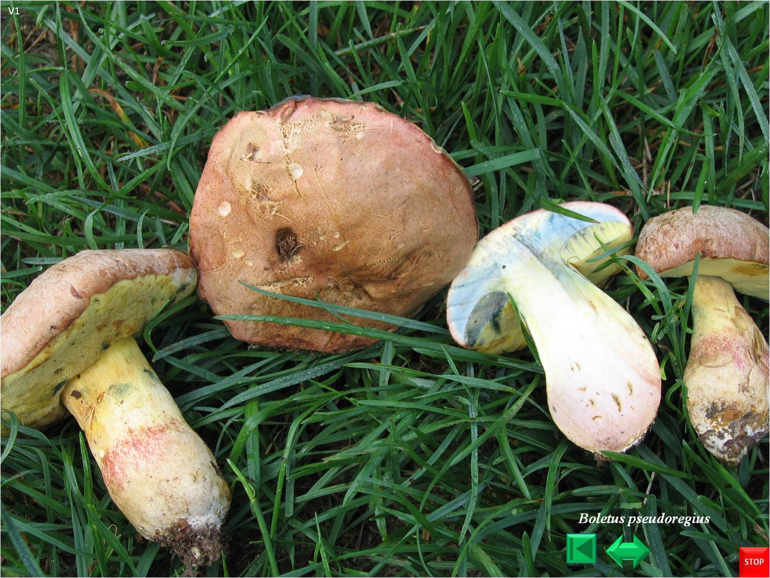 Butyriboletus pseudoregius