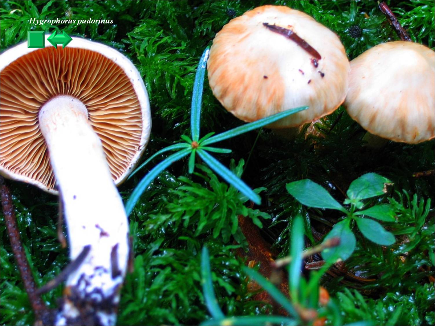 Hygrophorus pudorinus