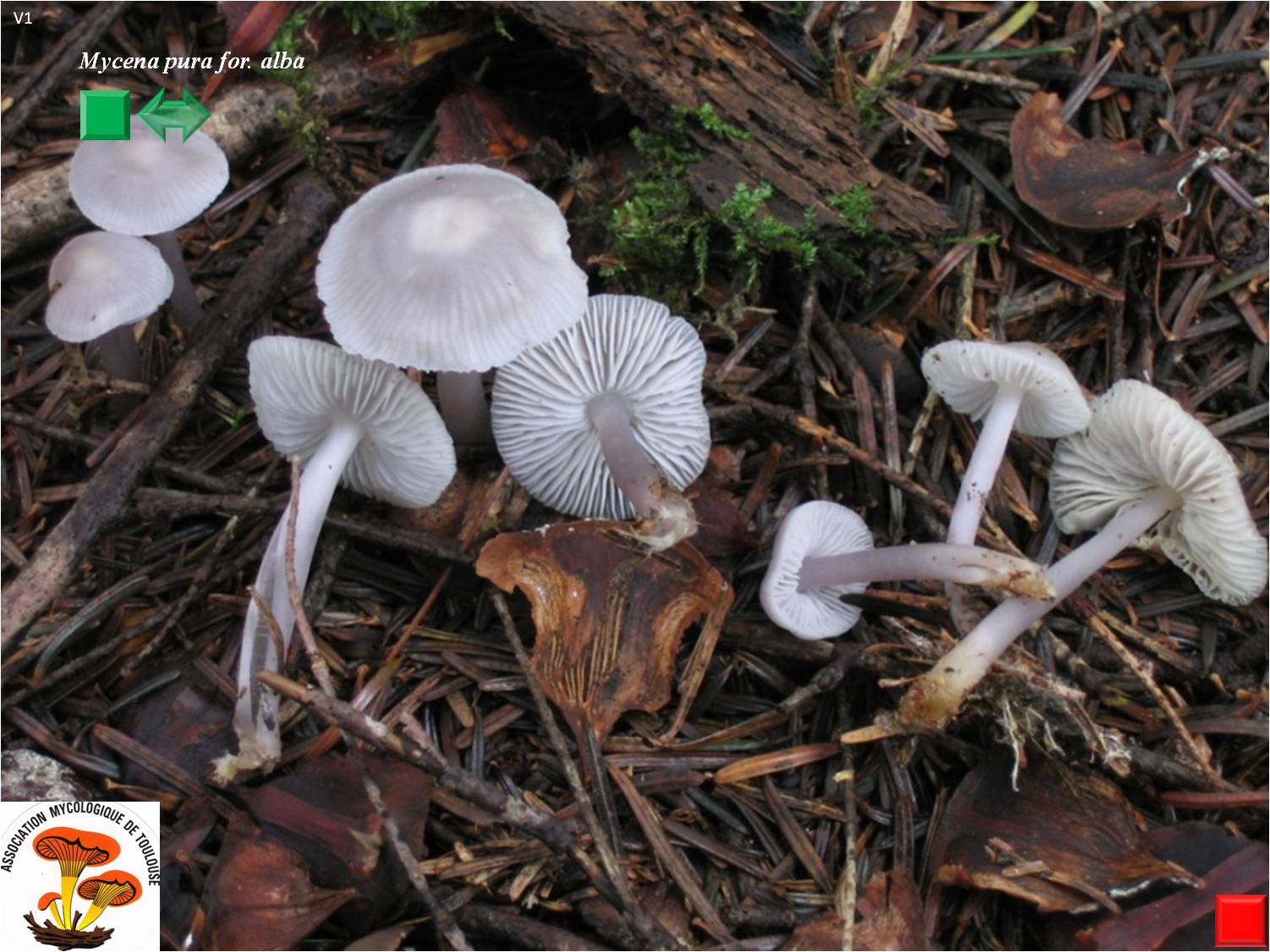 Mycena pura for. alba