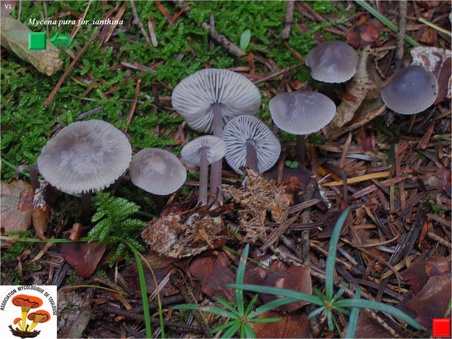 Mycena pura for. ianthina