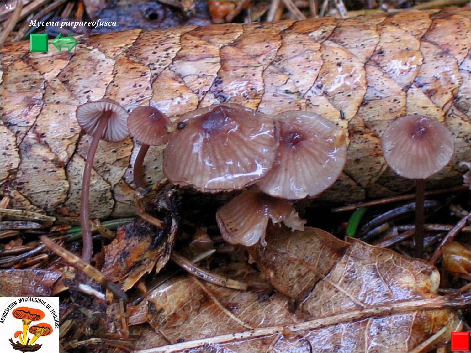 Mycena purpureofusca