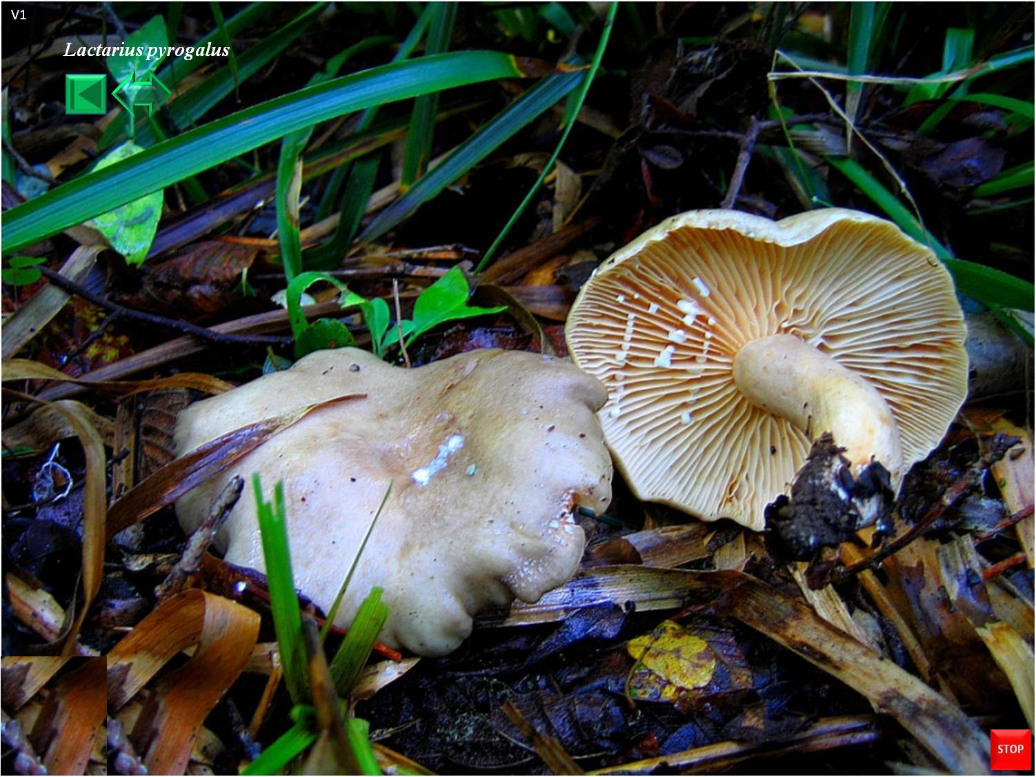 Lactarius pyrogalus