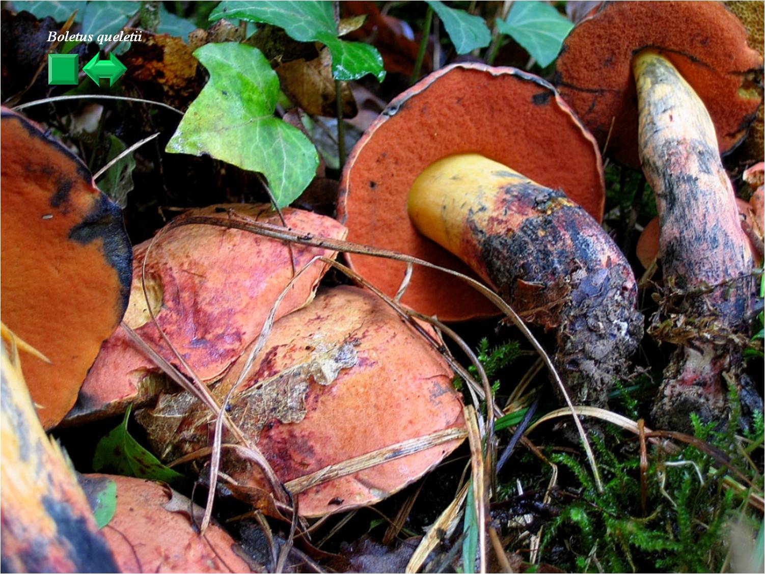 Russula fuscorubroides