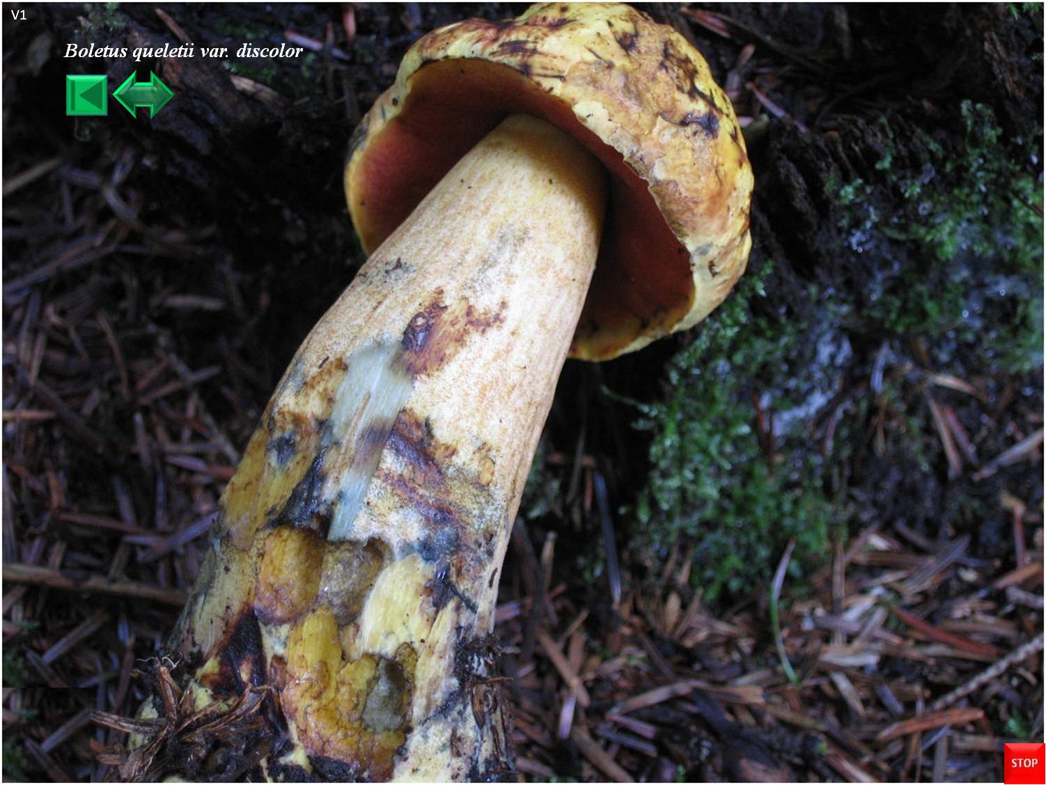 Russula queletii