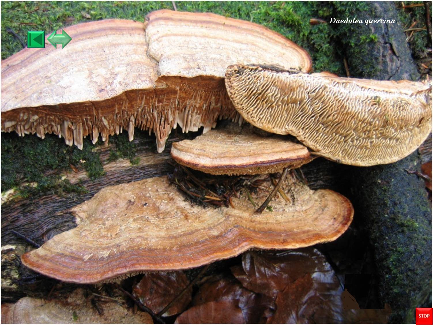 Daedalea quercina