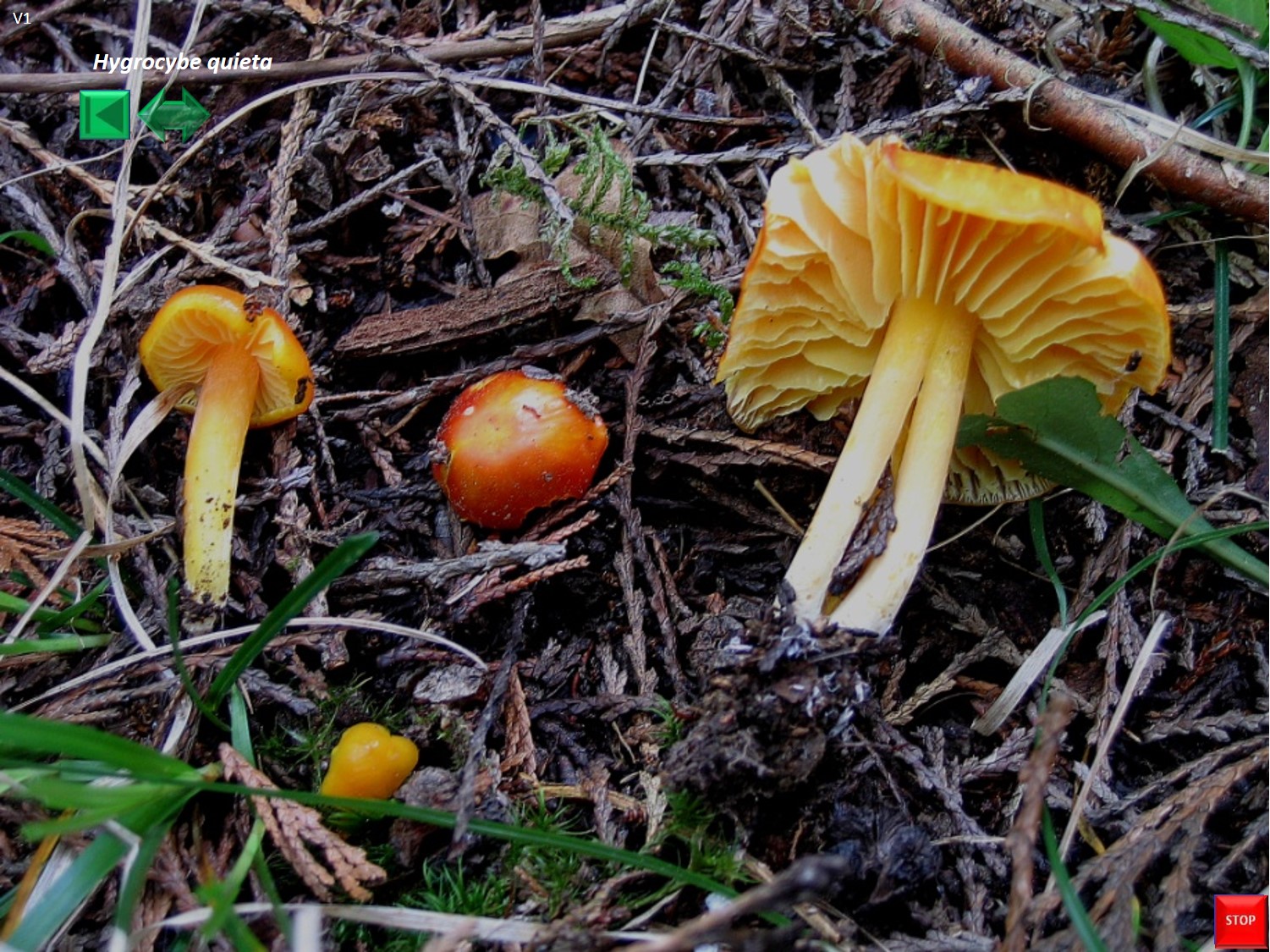 Hygrocybe quieta