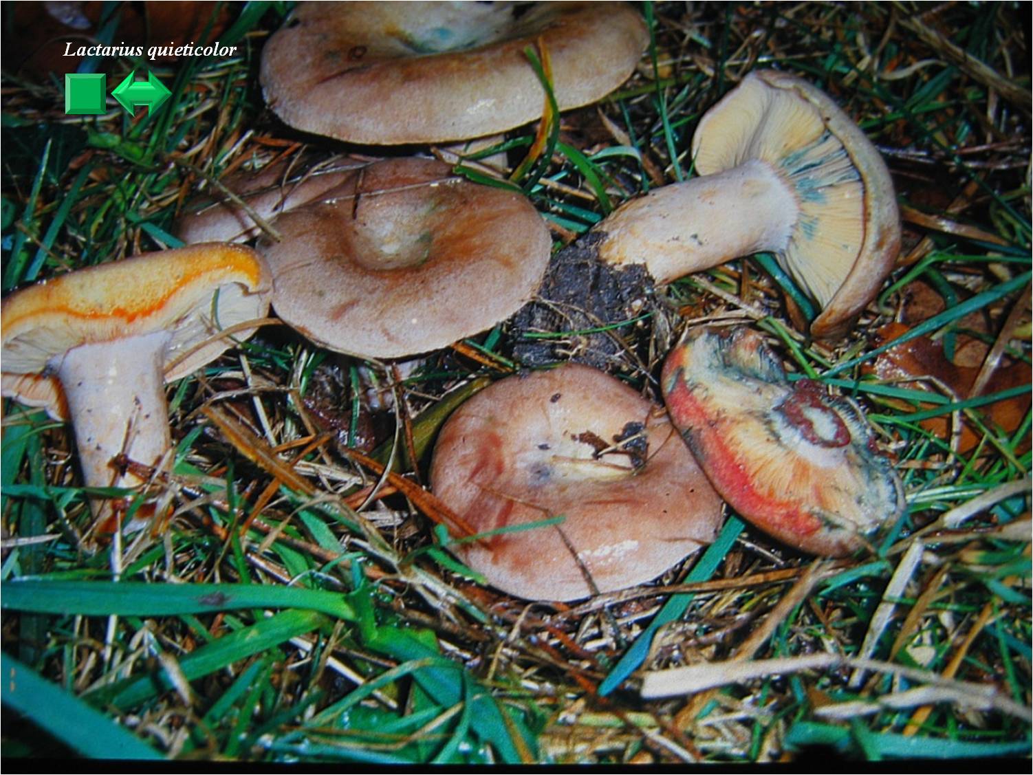 Lactarius quieticolor