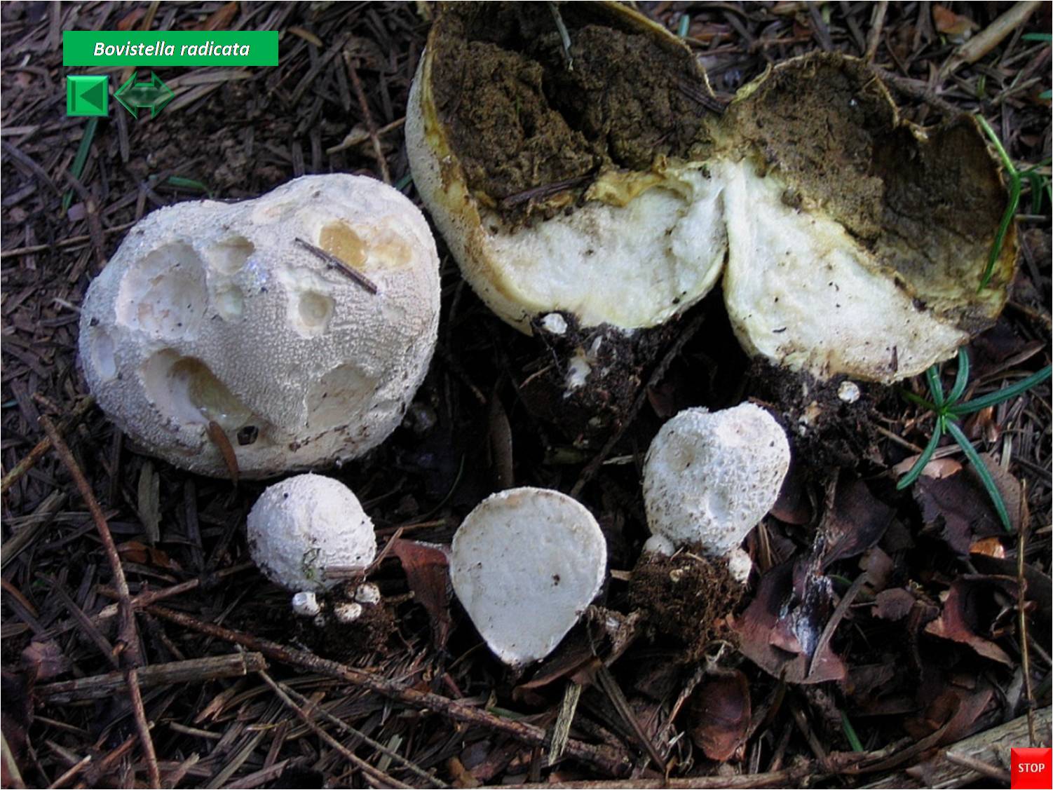 Bovistella radicata
