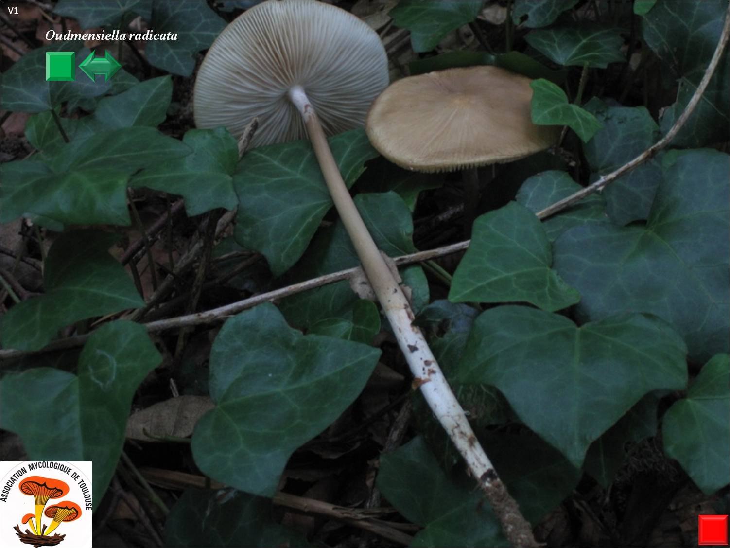 Oudemensiella radicata