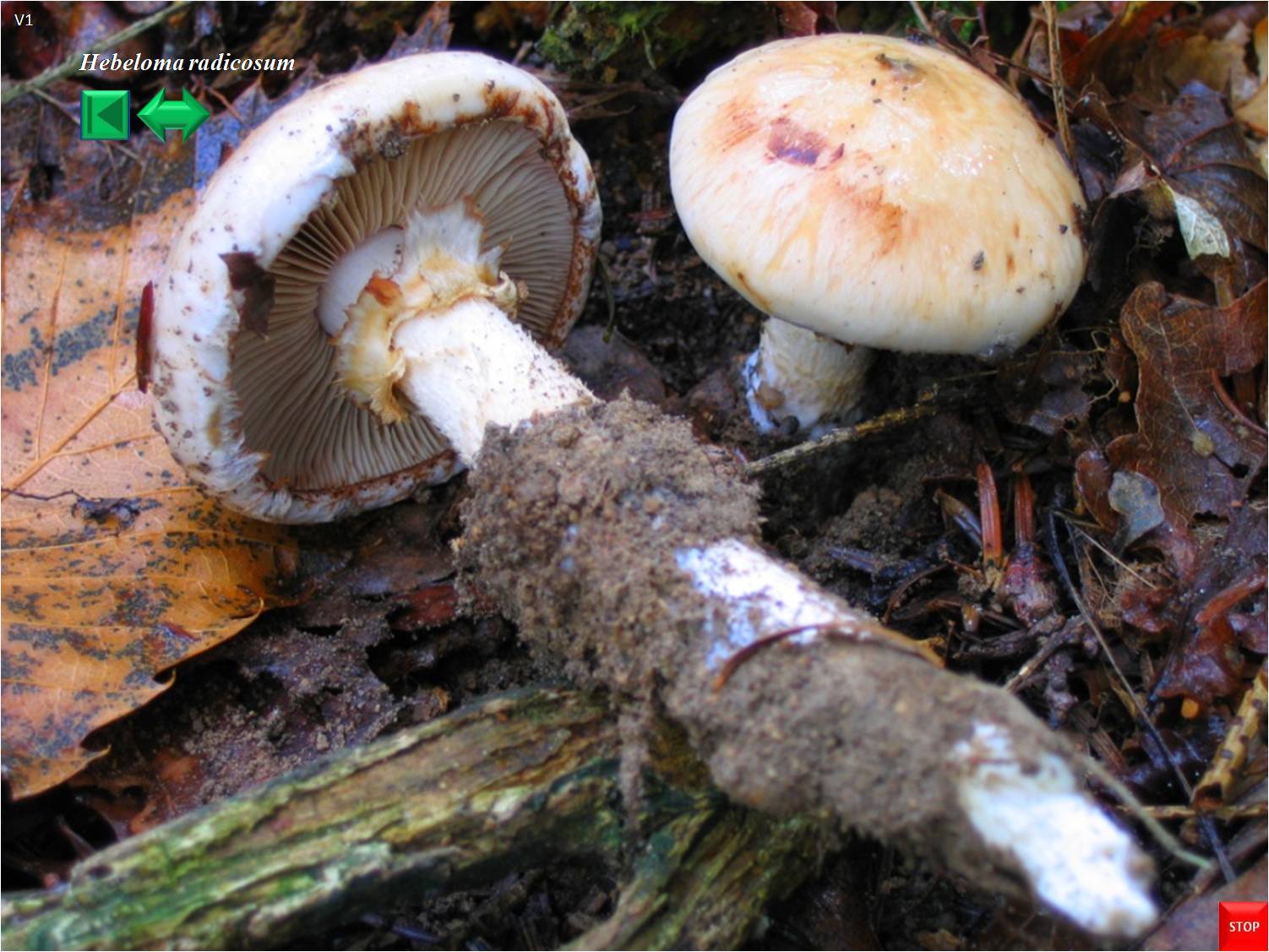 Hypholoma radicosum