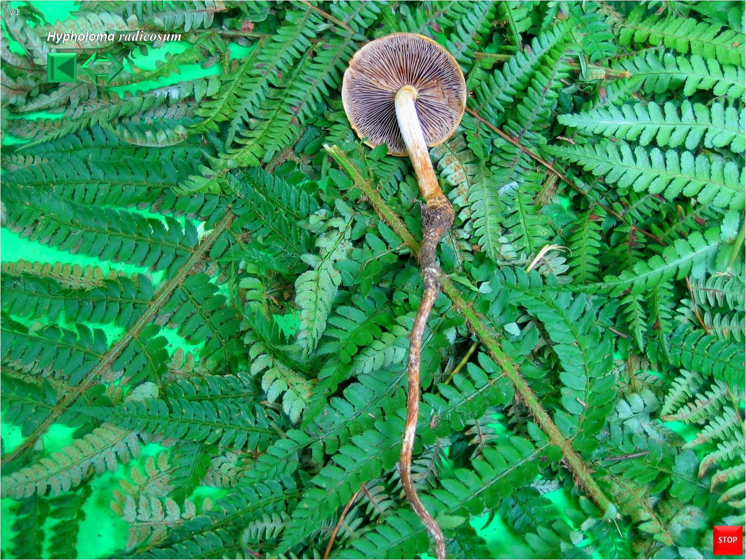 Hypholoma radicosum
