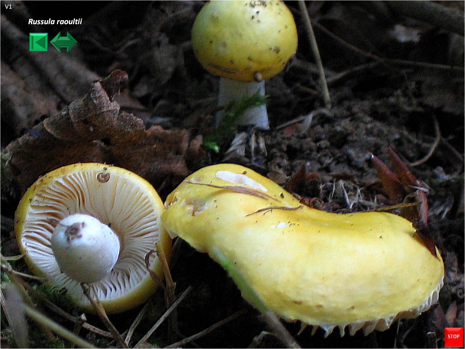 Russula raoultii