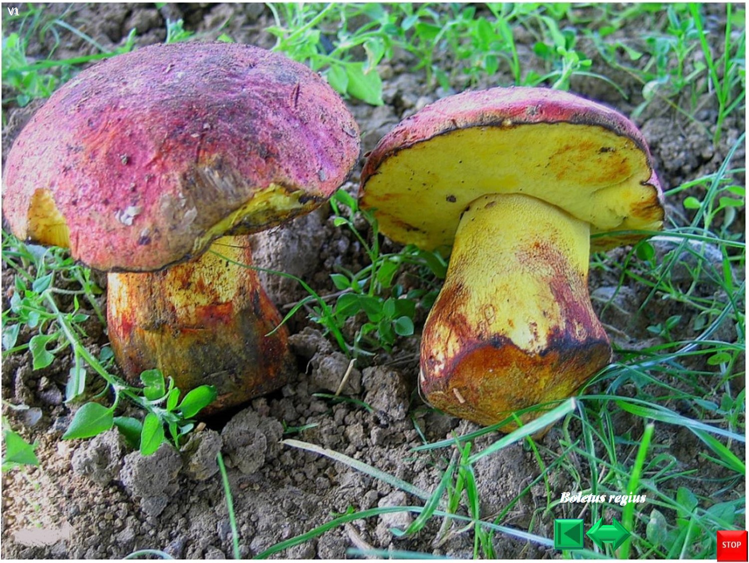 Boletus regius