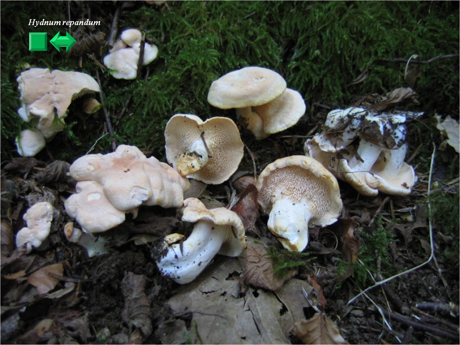 Hydnum repandum