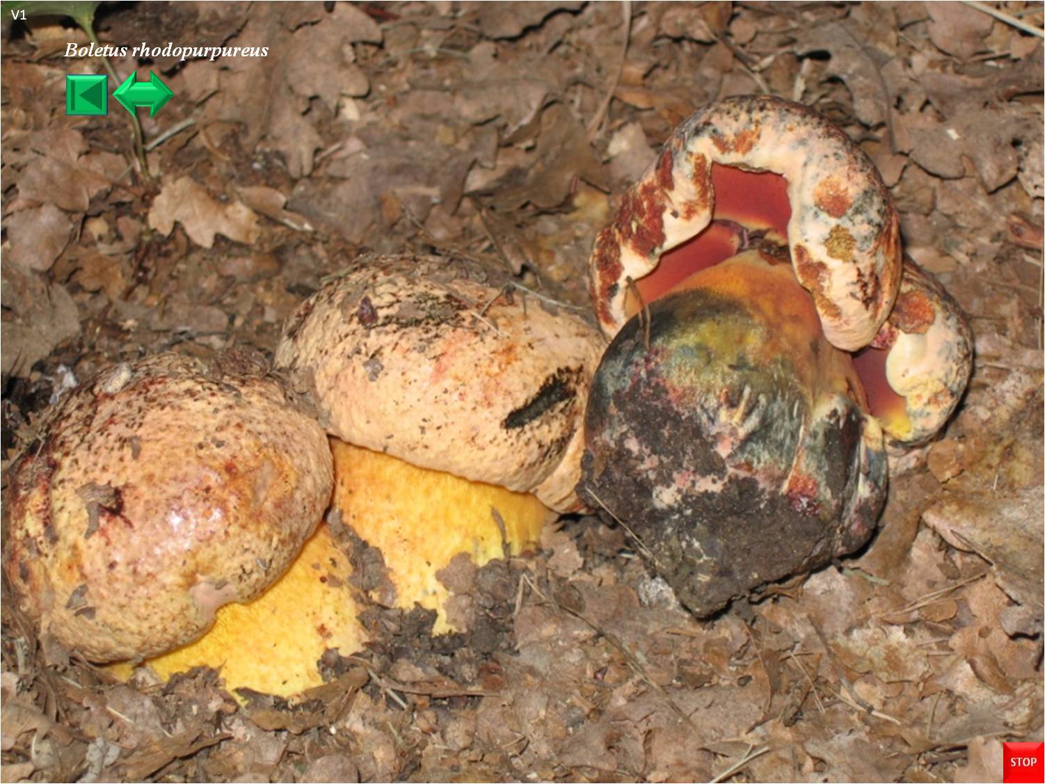 Boletus rhodopurpureus