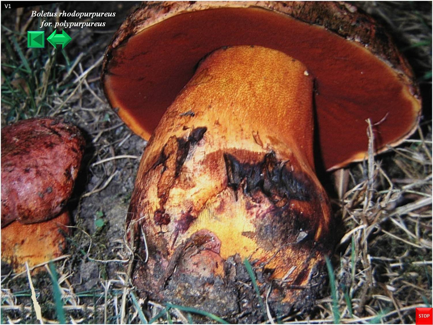 Imperator torosus