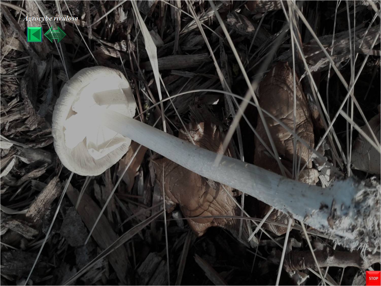 Agrocybe rivulosa