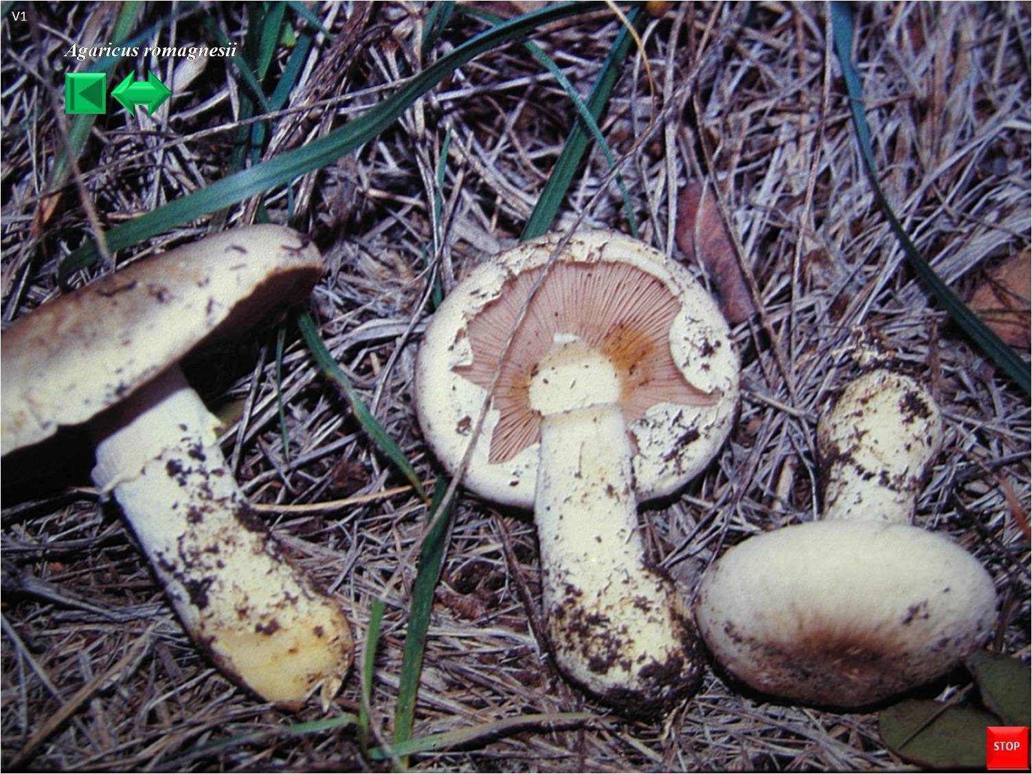 Lactarius romagnesii