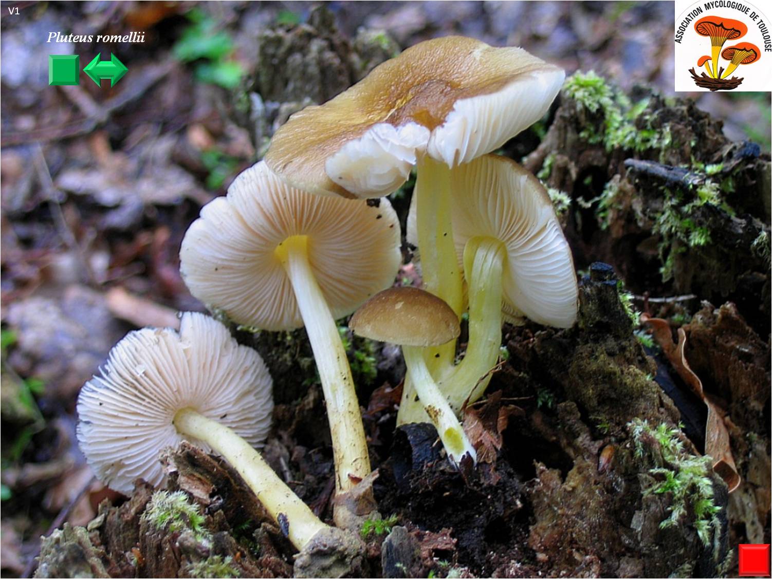 Russula romellii