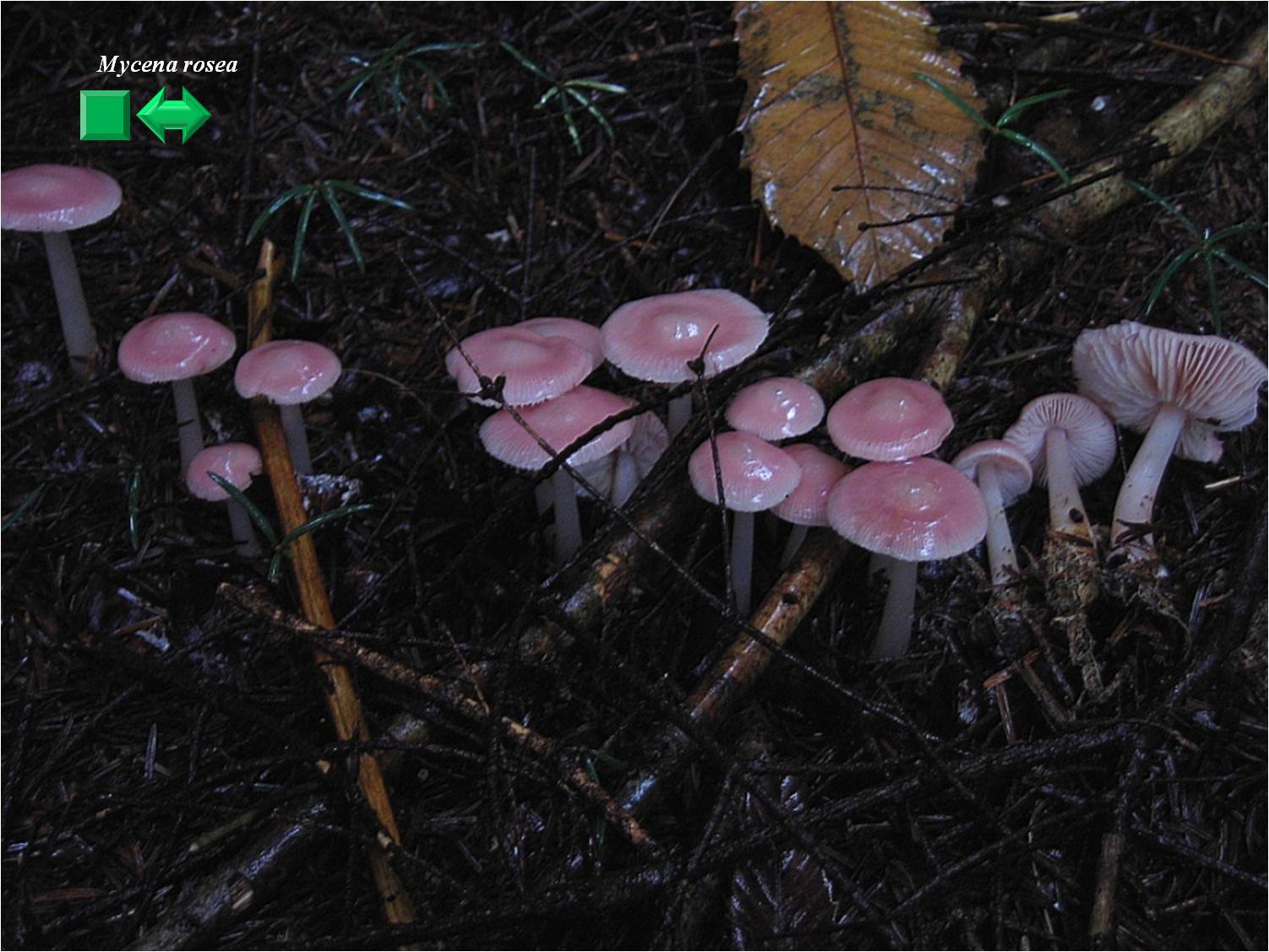 Mycena rosea