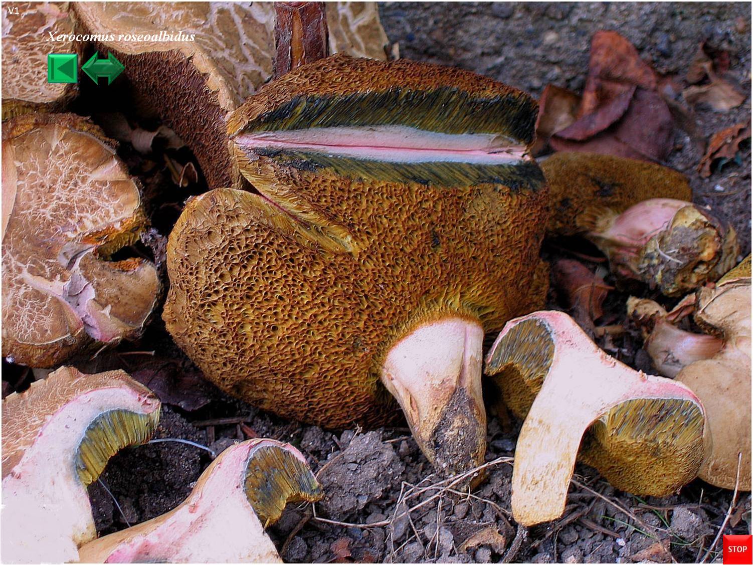 Xerocomus roseoalbidus