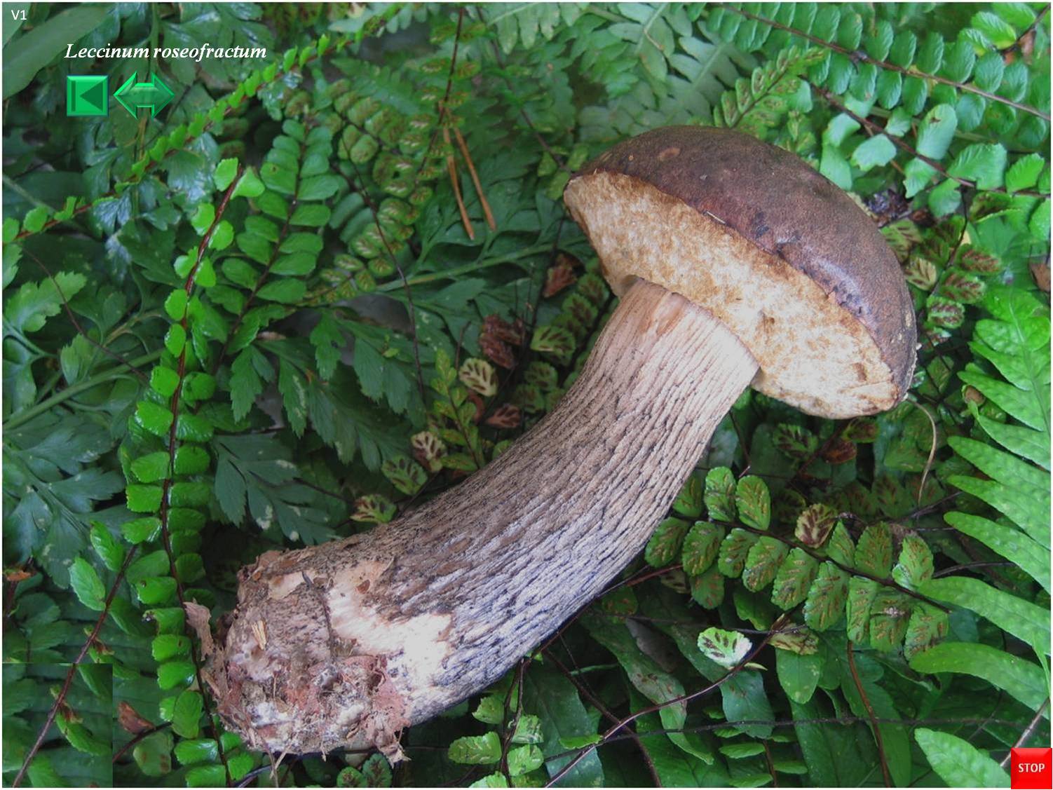 Leccinum roseofractum