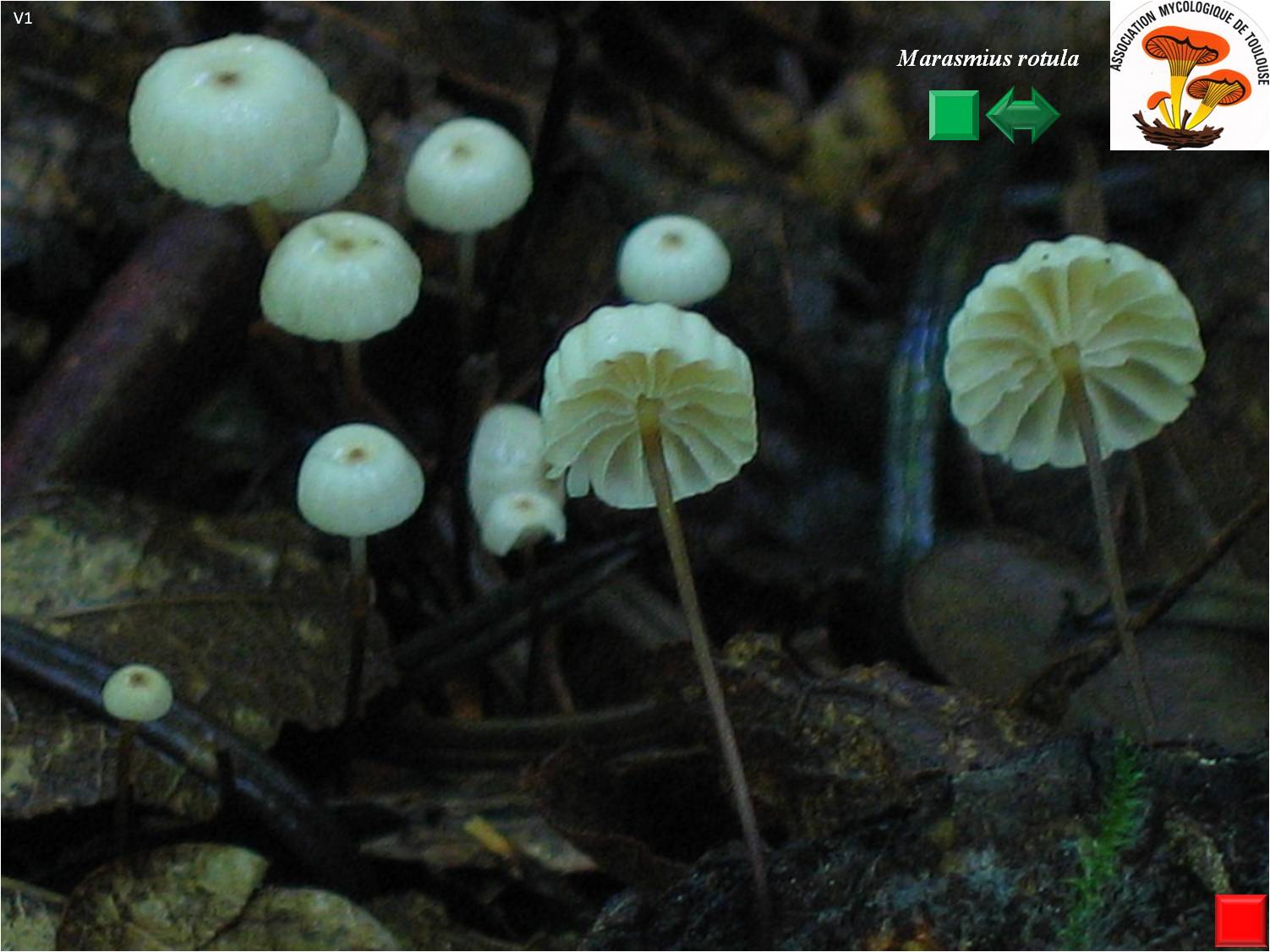 Marasmius rotula
