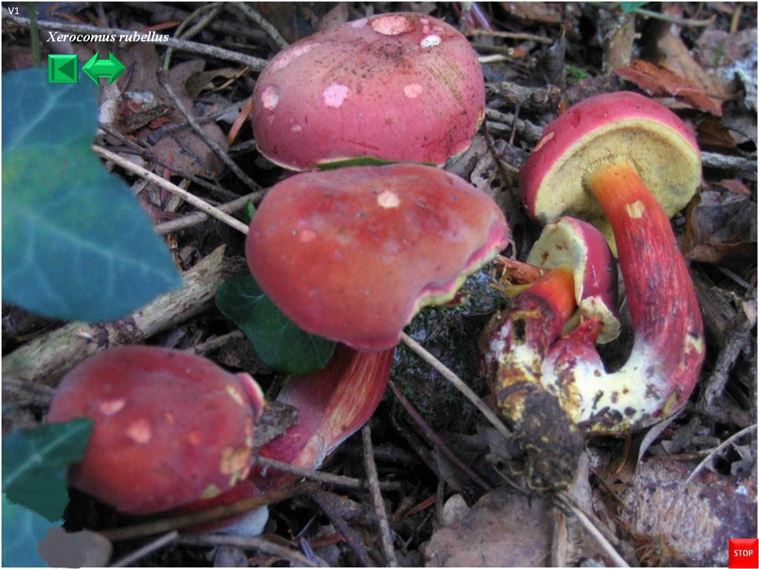 Xerocomellus armeniacus