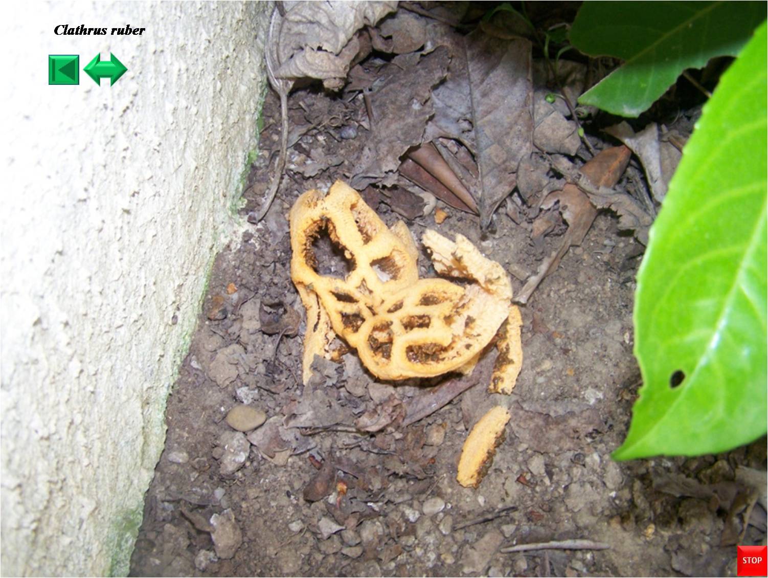 Clathrus ruber