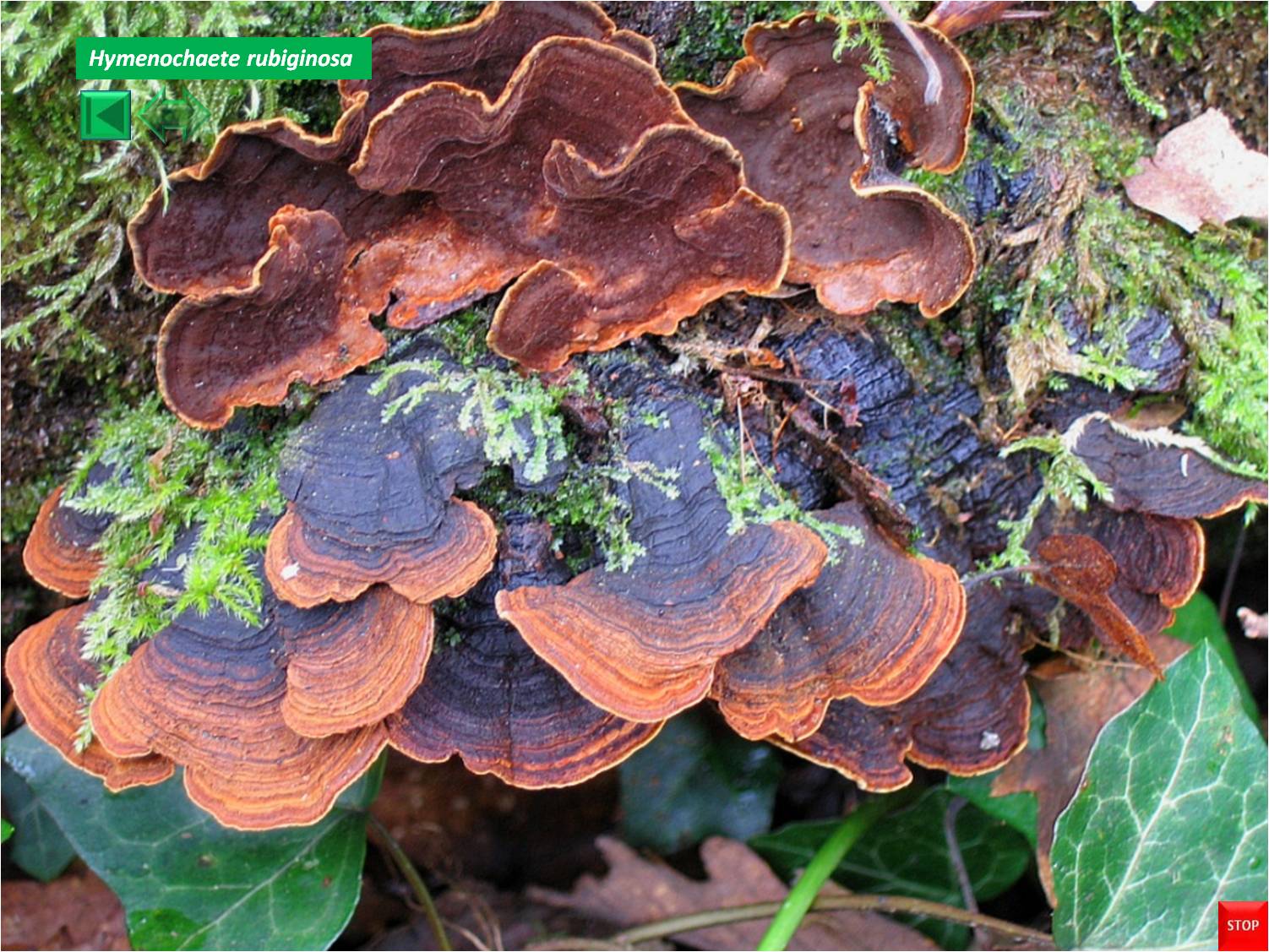 Hymenochaete rubiginosa
