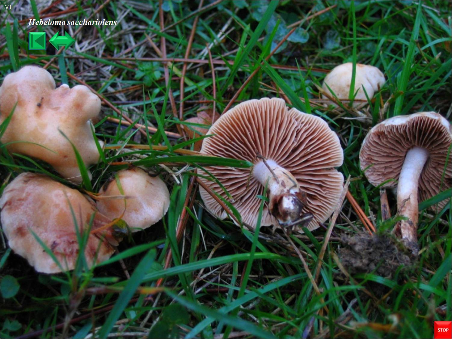 Hebeloma ochroalbidum