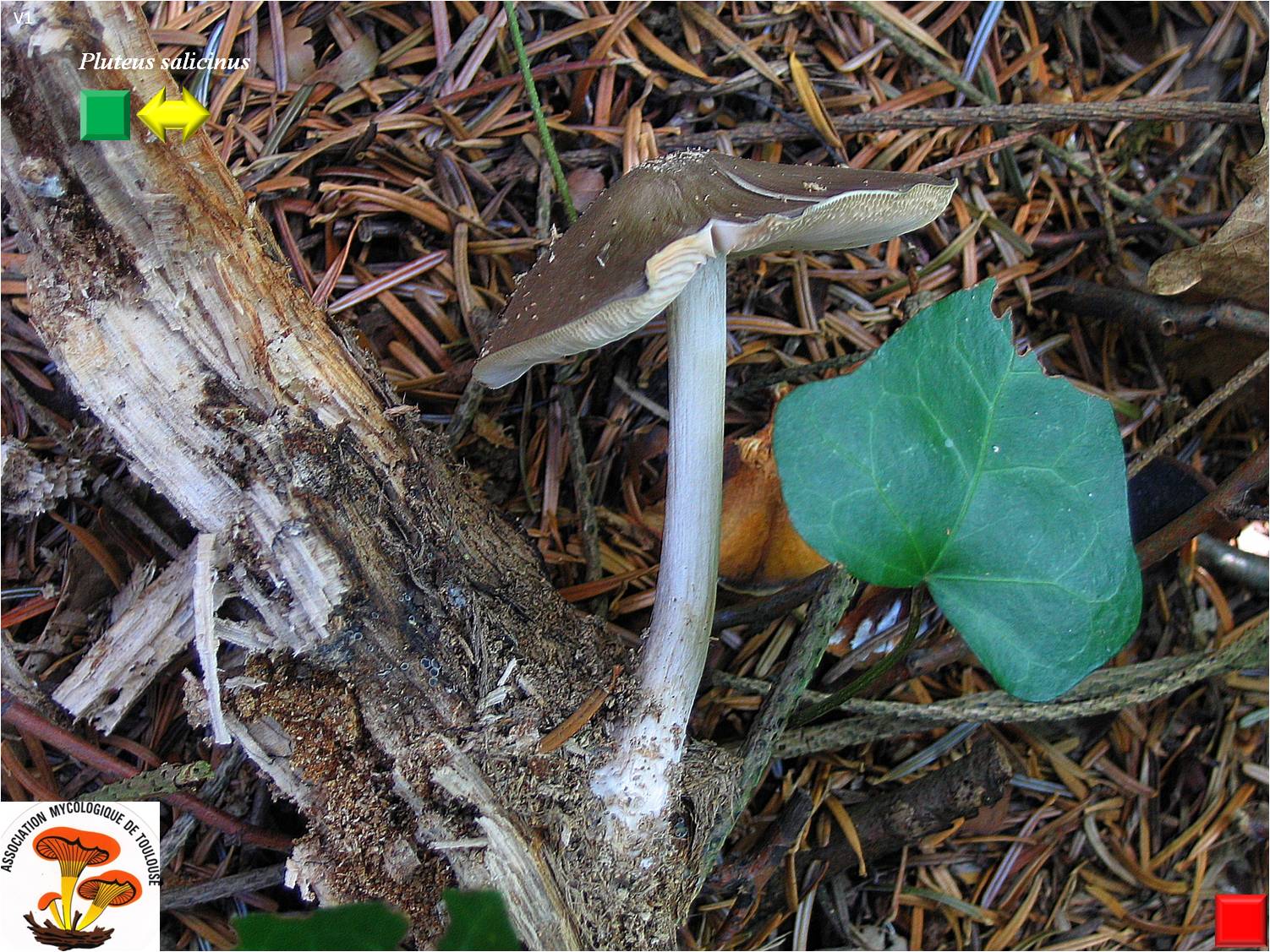 Pluteus salicinus