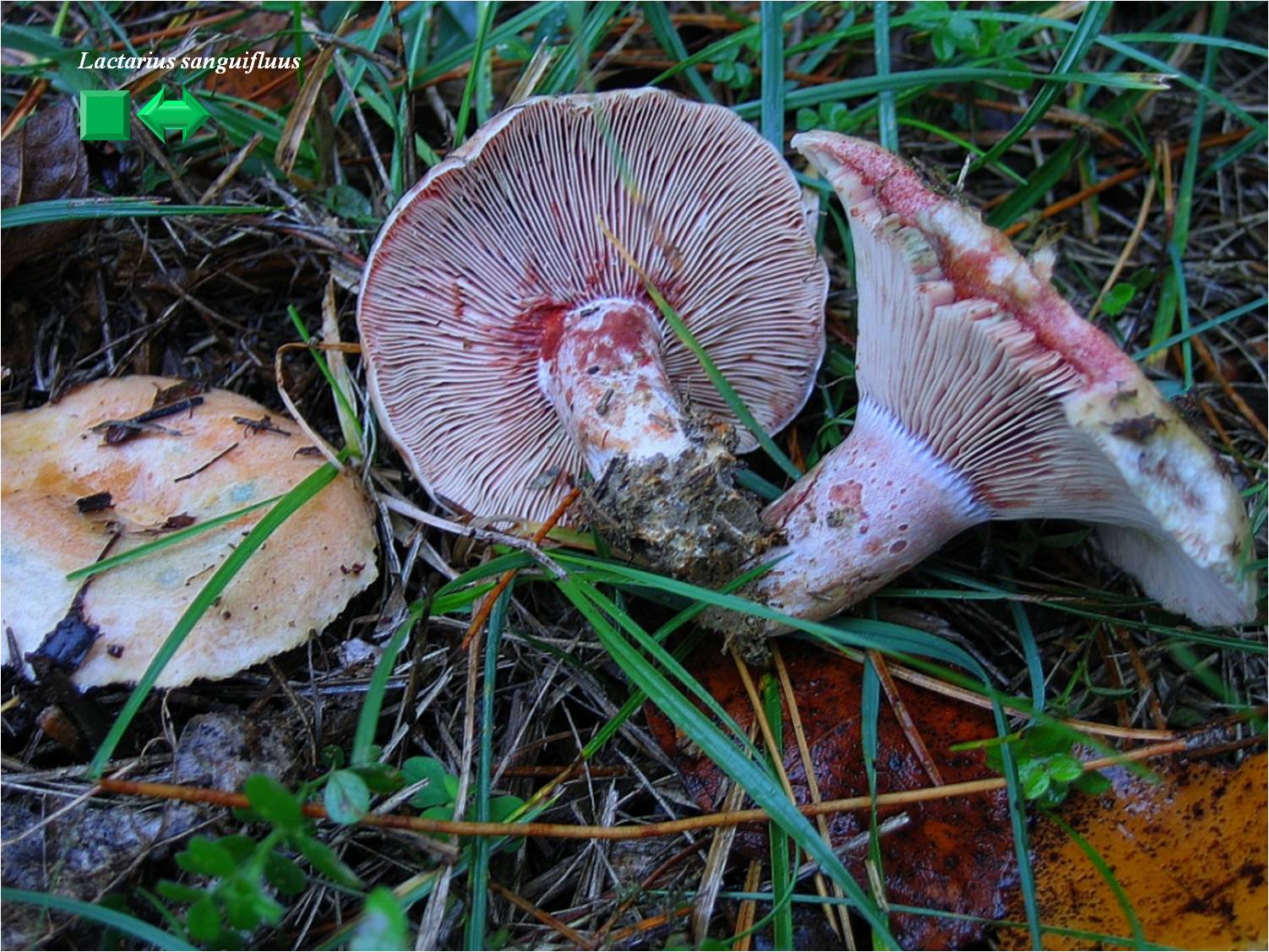 Lactarius sanguifluus