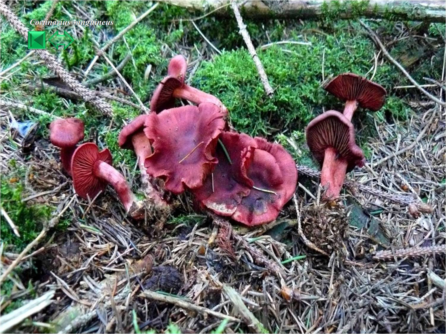 Cortinarius sanguineus