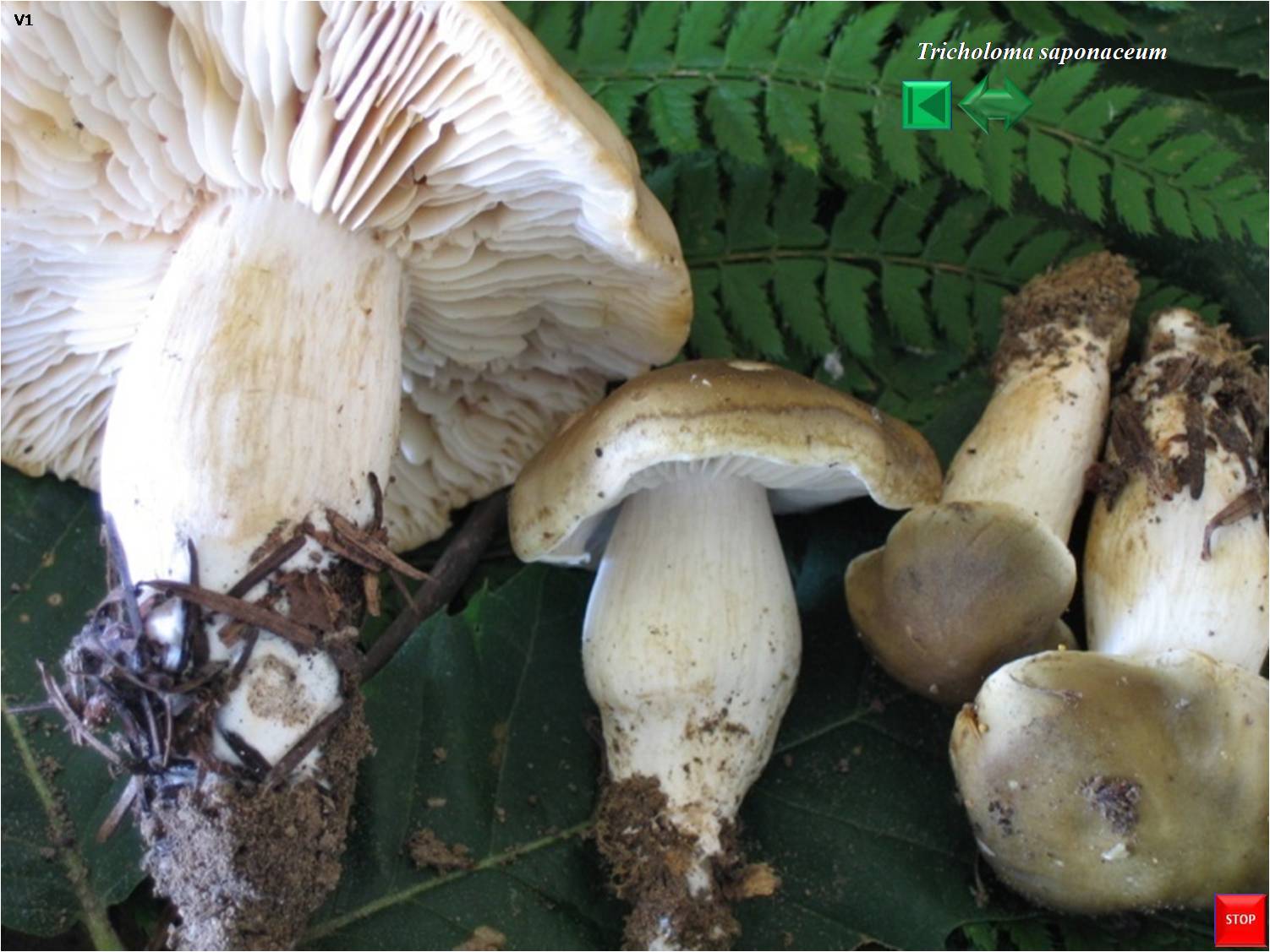 Tricholoma saponaceum