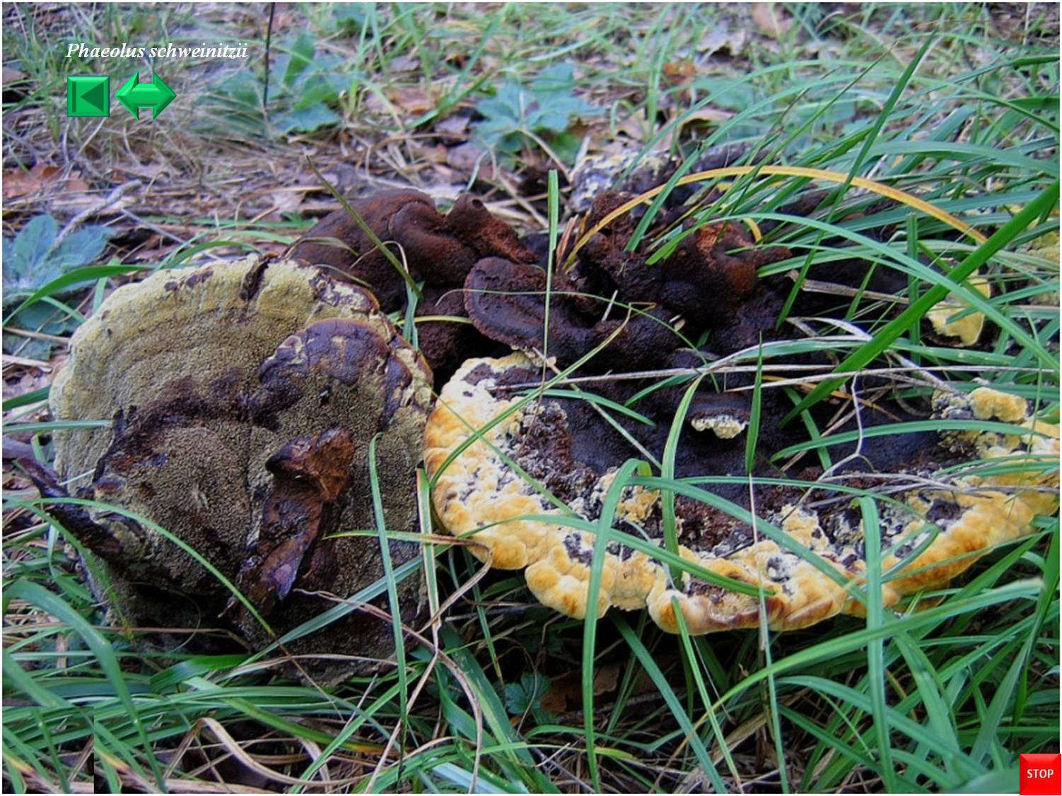 Phaeolus schweinitzii